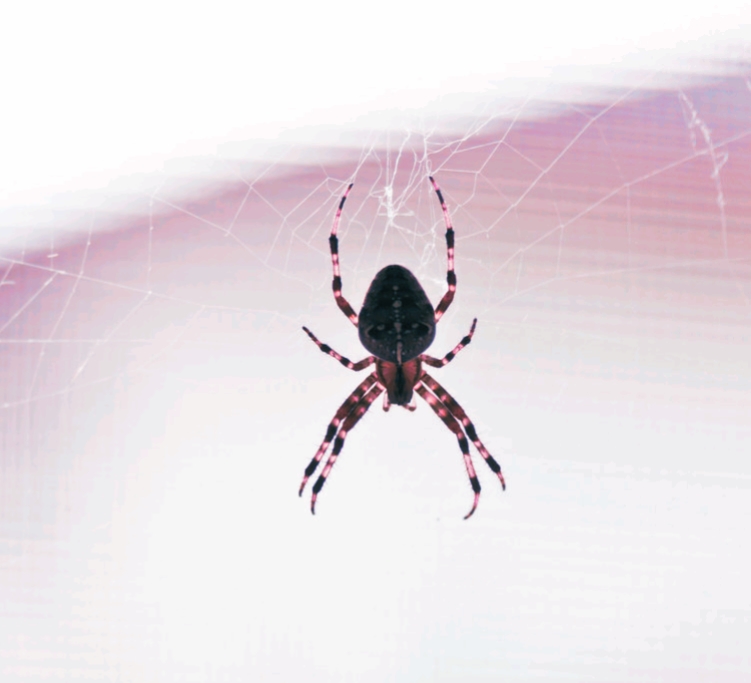 Le chemin de la guerre