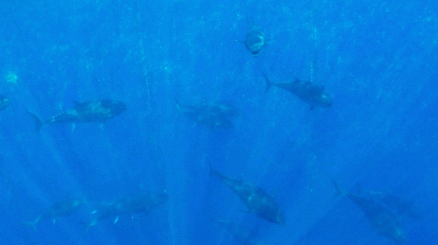 Conservation de la faune sauvage et espionnage